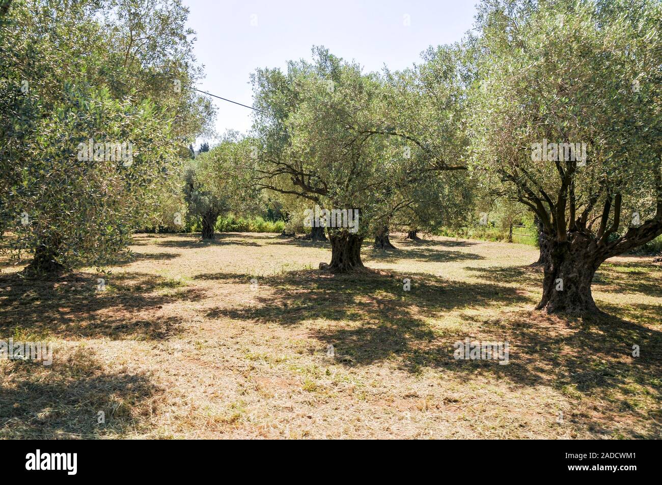 Olive tree orchard, Israel Stock Photo - Alamy