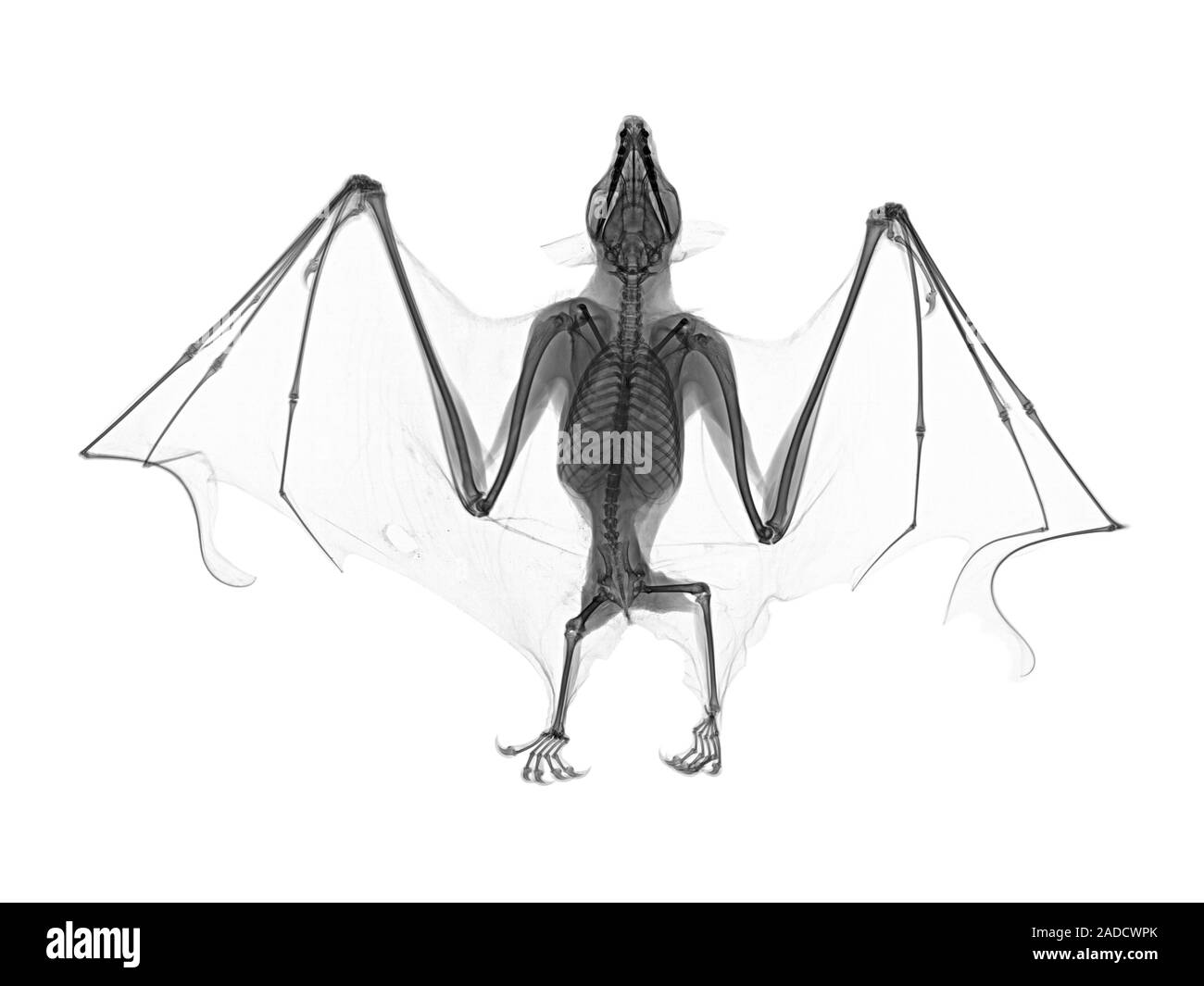 Egyptian fruit bat (Erinaceus europaeus), Xray Stock Photo Alamy