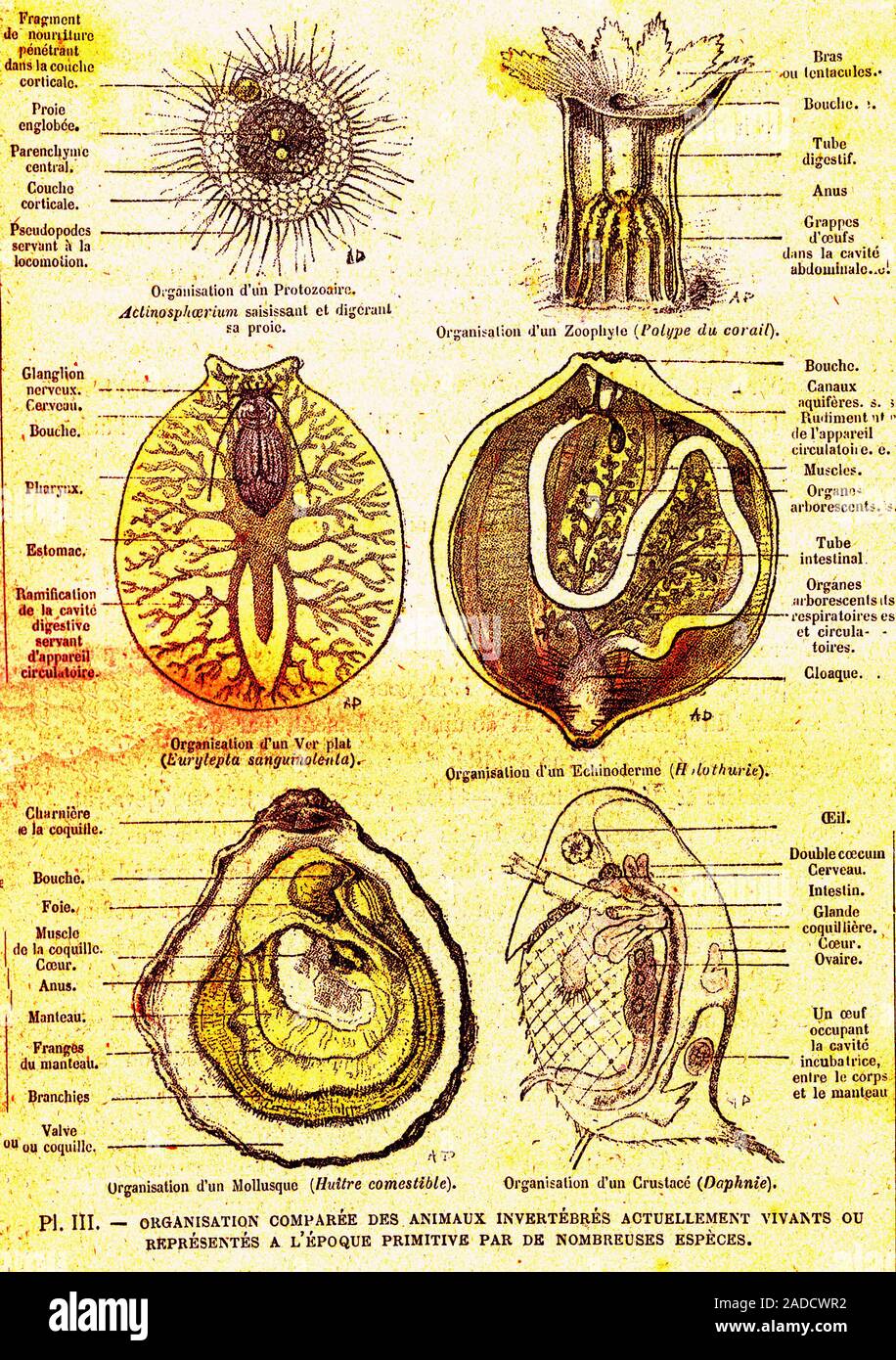 Evolution of aquatic organisms. 1885 illustration by A. Demarle showing