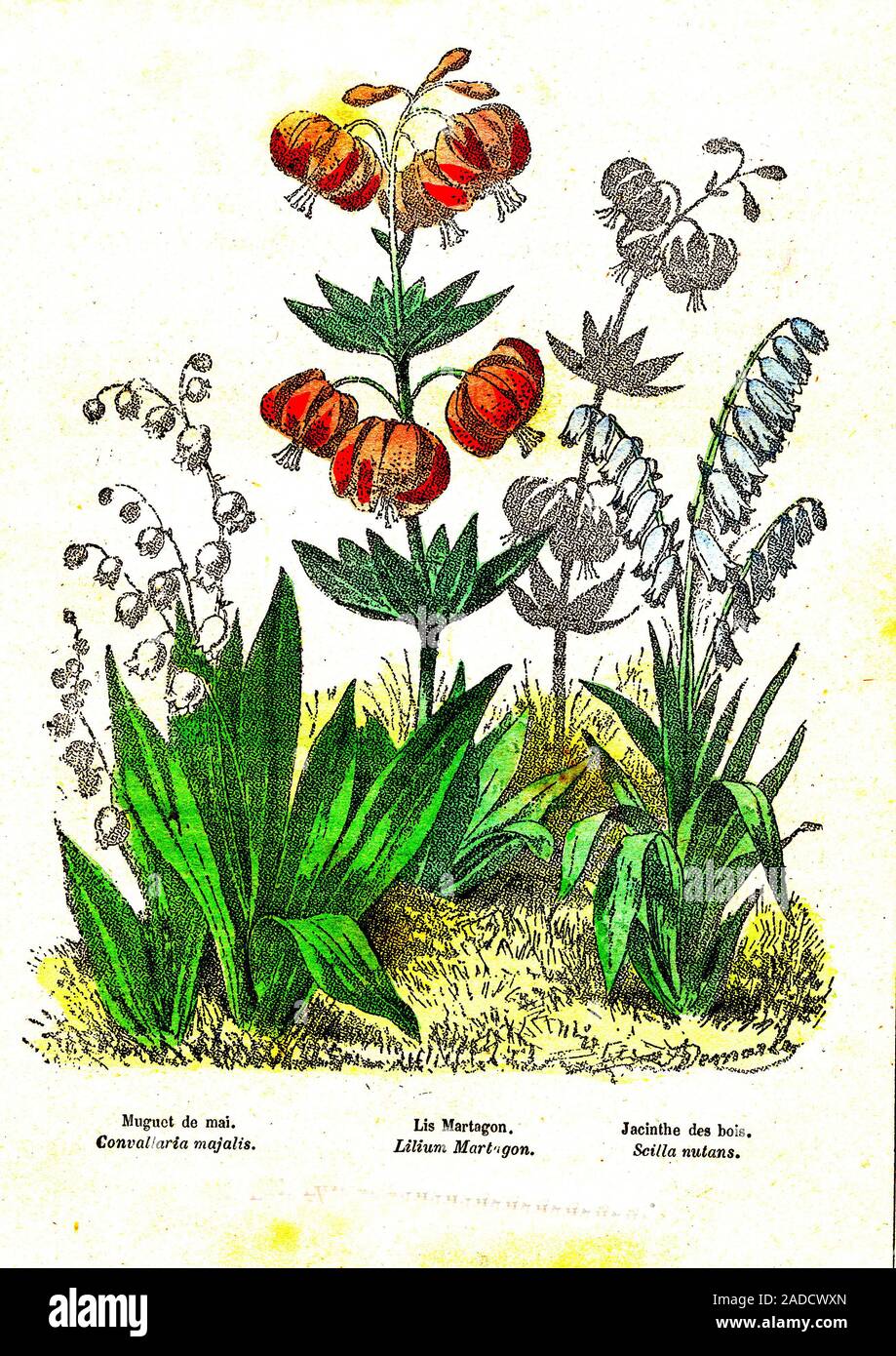 Monocot plants. 1885 illustration of three monocotyledons in flower. A