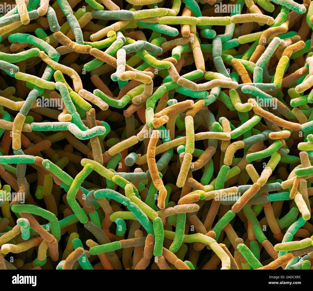 Soil bacteria. Coloured scanning electron micrograph (SEM). Bacteria in