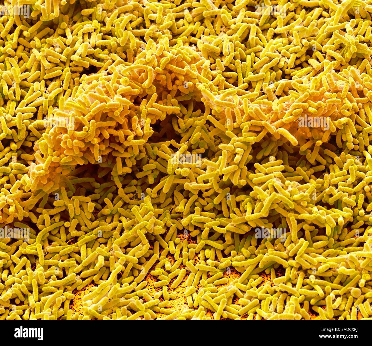 Pseudomonas bacteria. Coloured scanning electron micrograph (SEM) of ...
