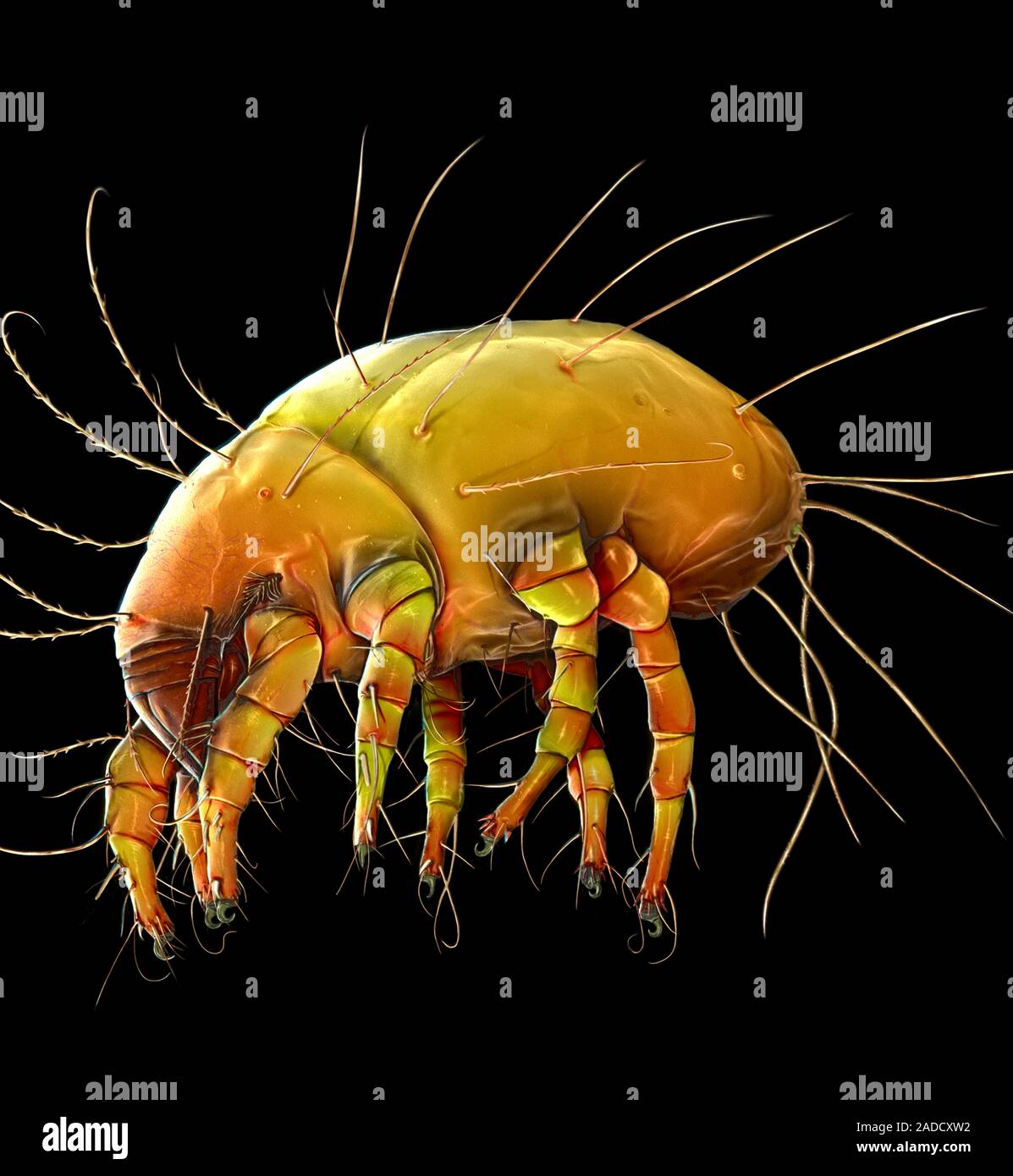Dust mite. Coloured scanning electron micrograph (SEM) of a house dust