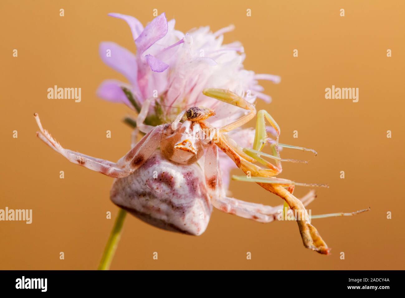 Crab spider (Thomisus onustus) feeding on a small species of mantis