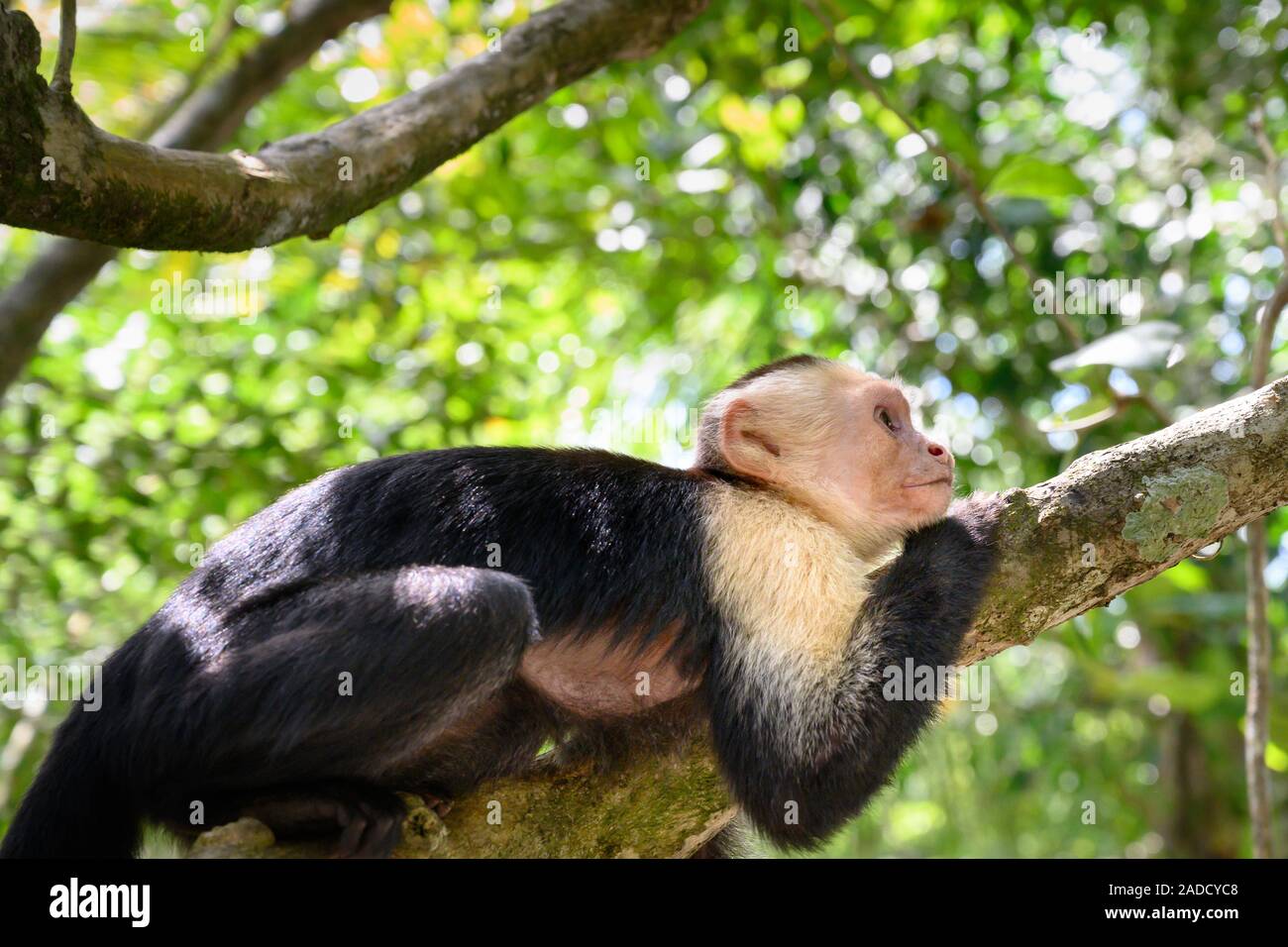 A monkey at Manuel Antonio National Park Costa Rica Stock Photo