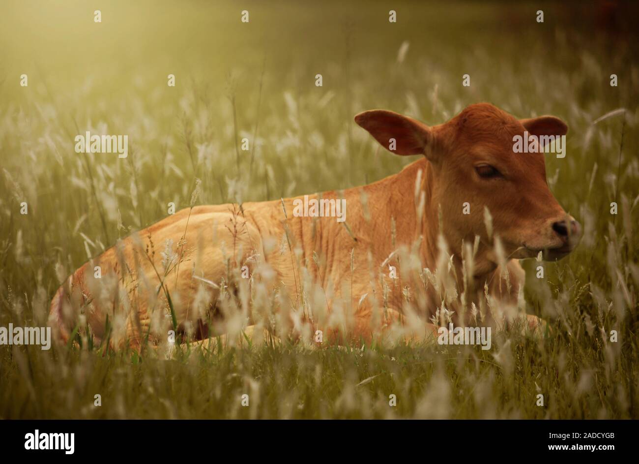 Why do cows lie down in the rain hires stock photography and images