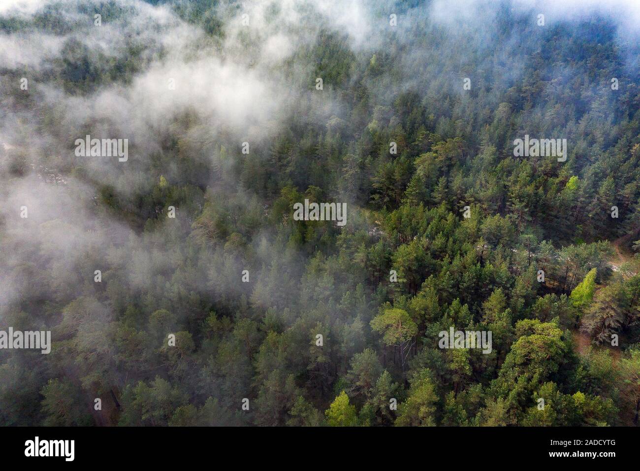 Aerial foggy landscape evergreen pine hi-res stock photography and ...