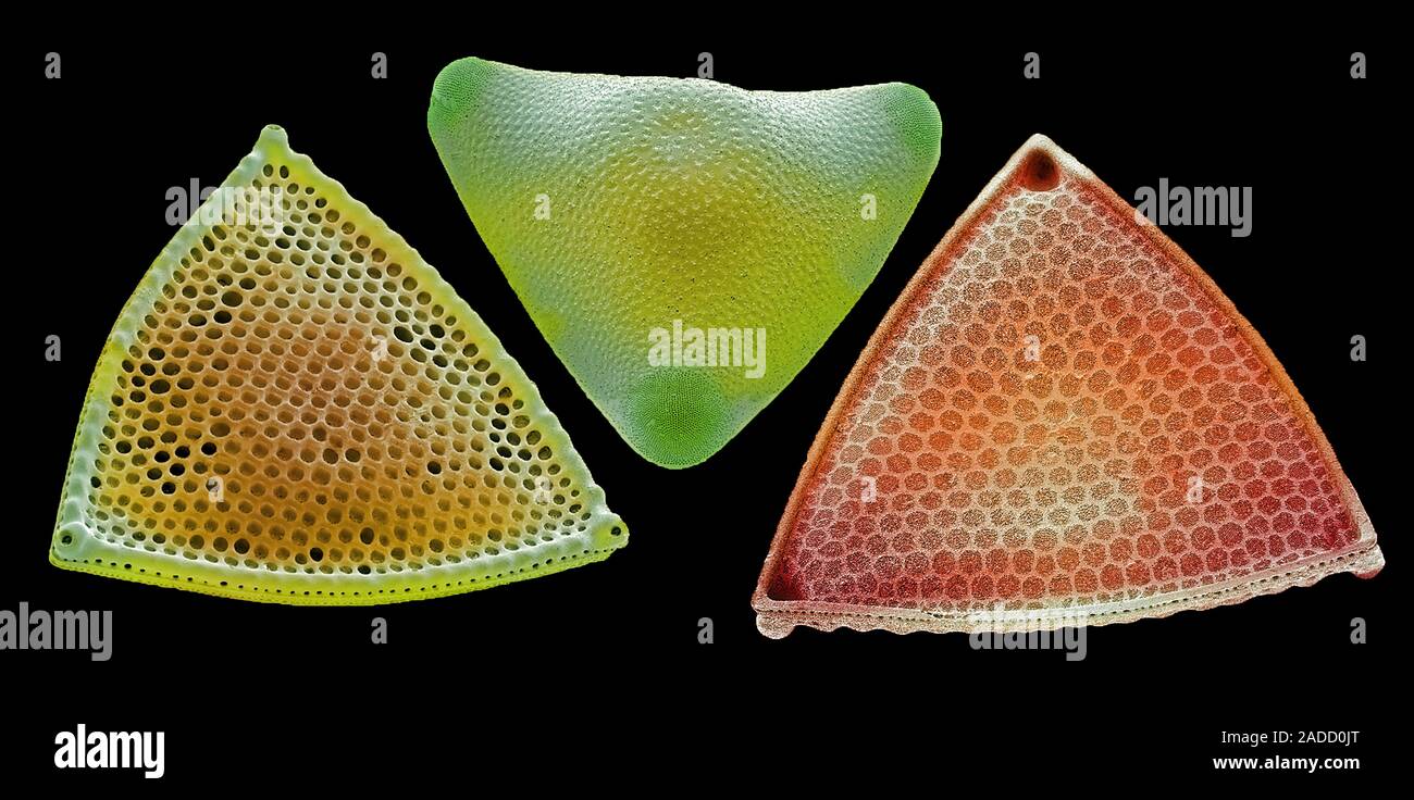 Diatoms. Coloured scanning electron micrograph (SEM) of diatoms ...