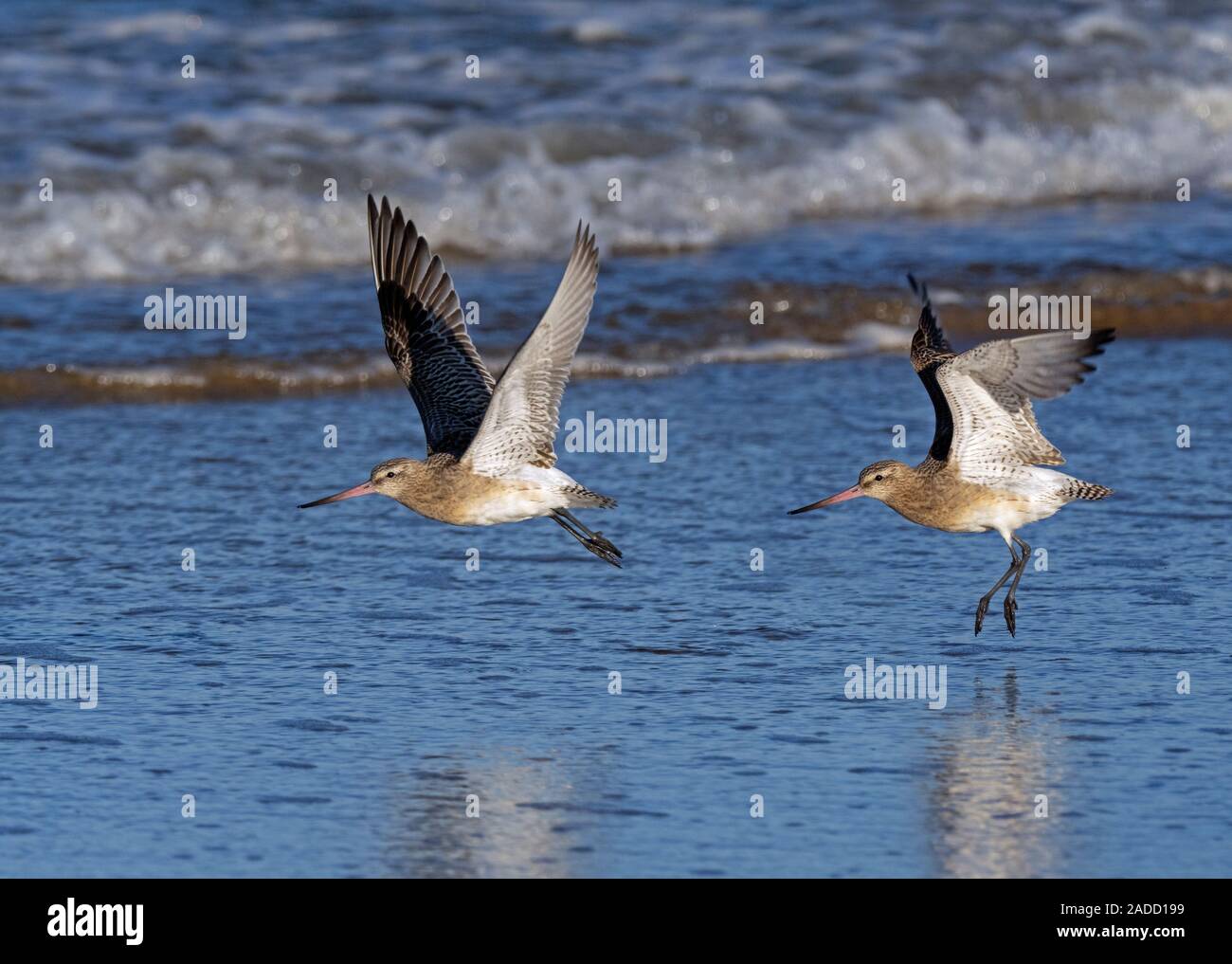 Bar-tailed Godwits Limosa lapponica in flight over the Wash Norfolk Stock Photo