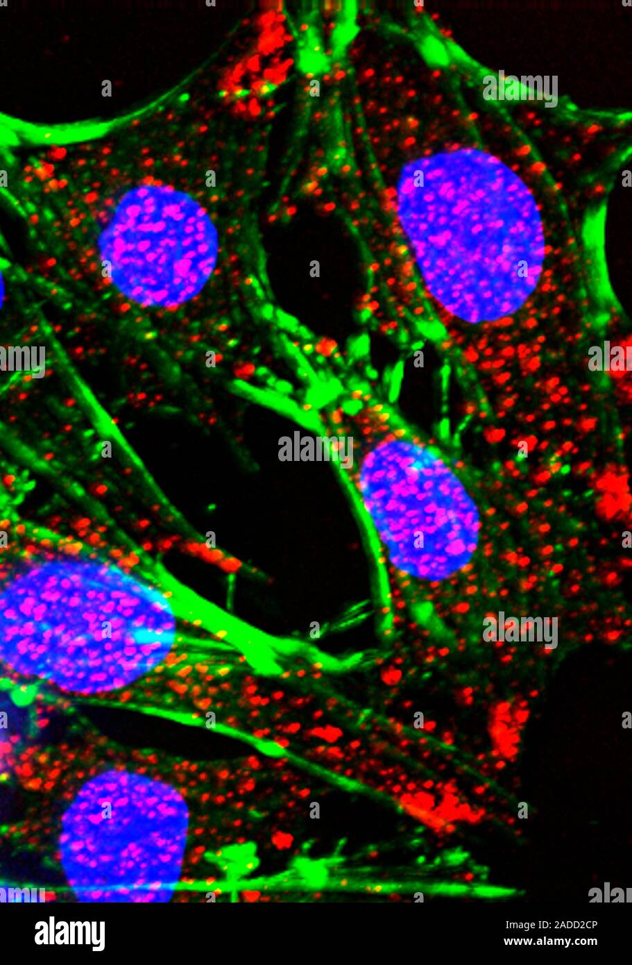 Heart muscle cells, fluorescence deconvolution micrograph. Fluorescent