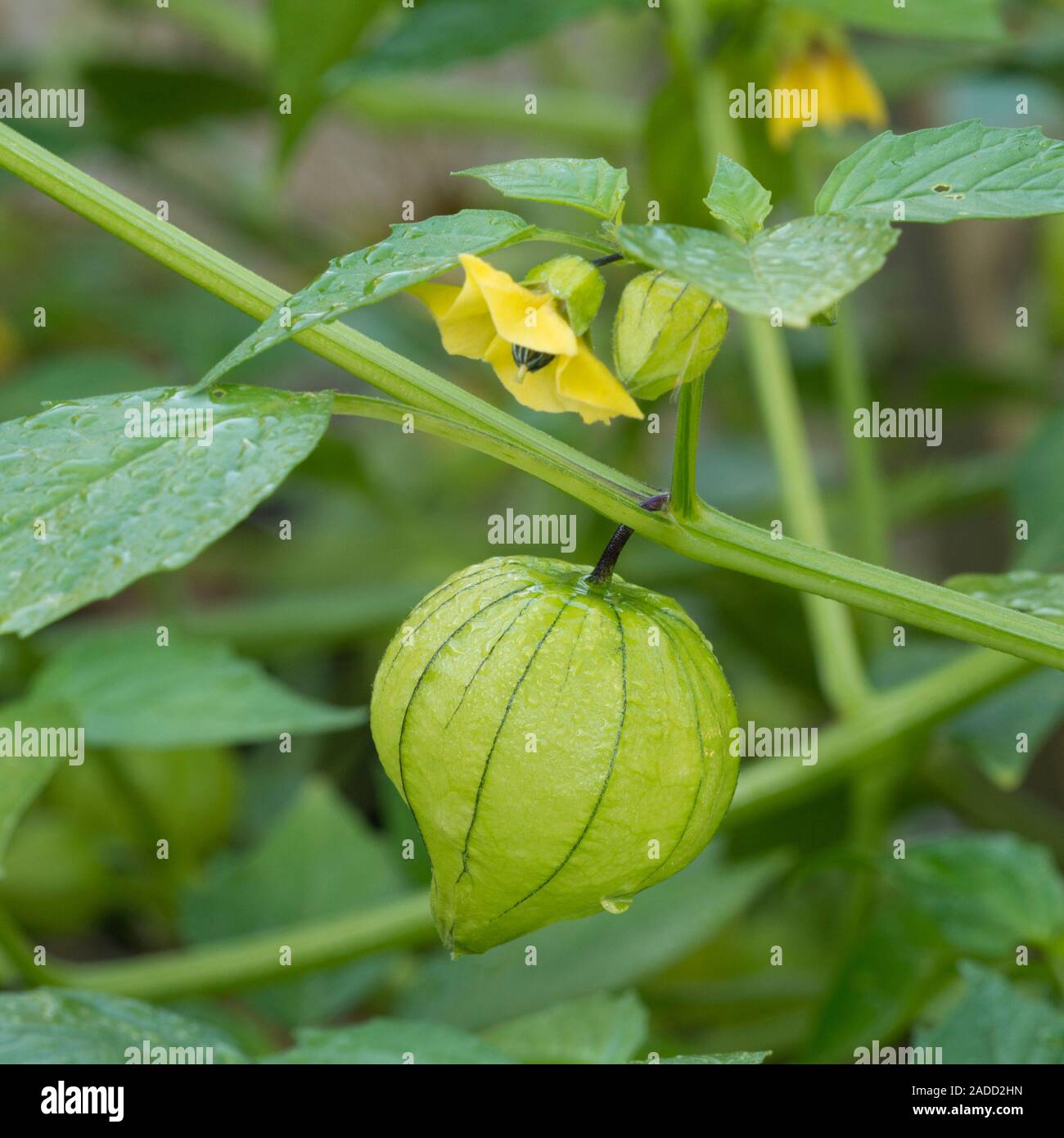 Tomatillo and flowers on the vine. Mexican tomatillos (Physalis