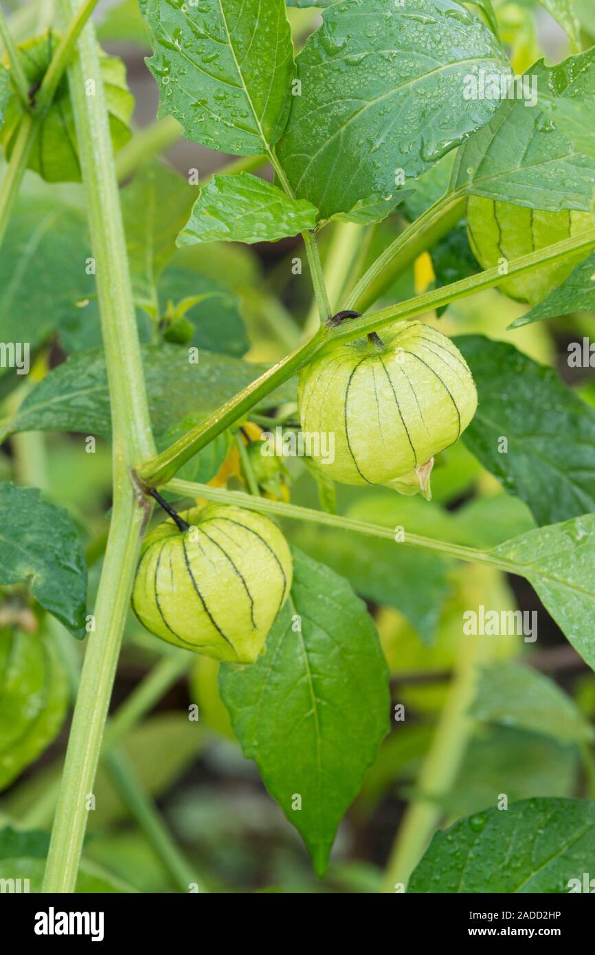 Tomatillos and flowers on the vine. Mexican tomatillos (Physalis