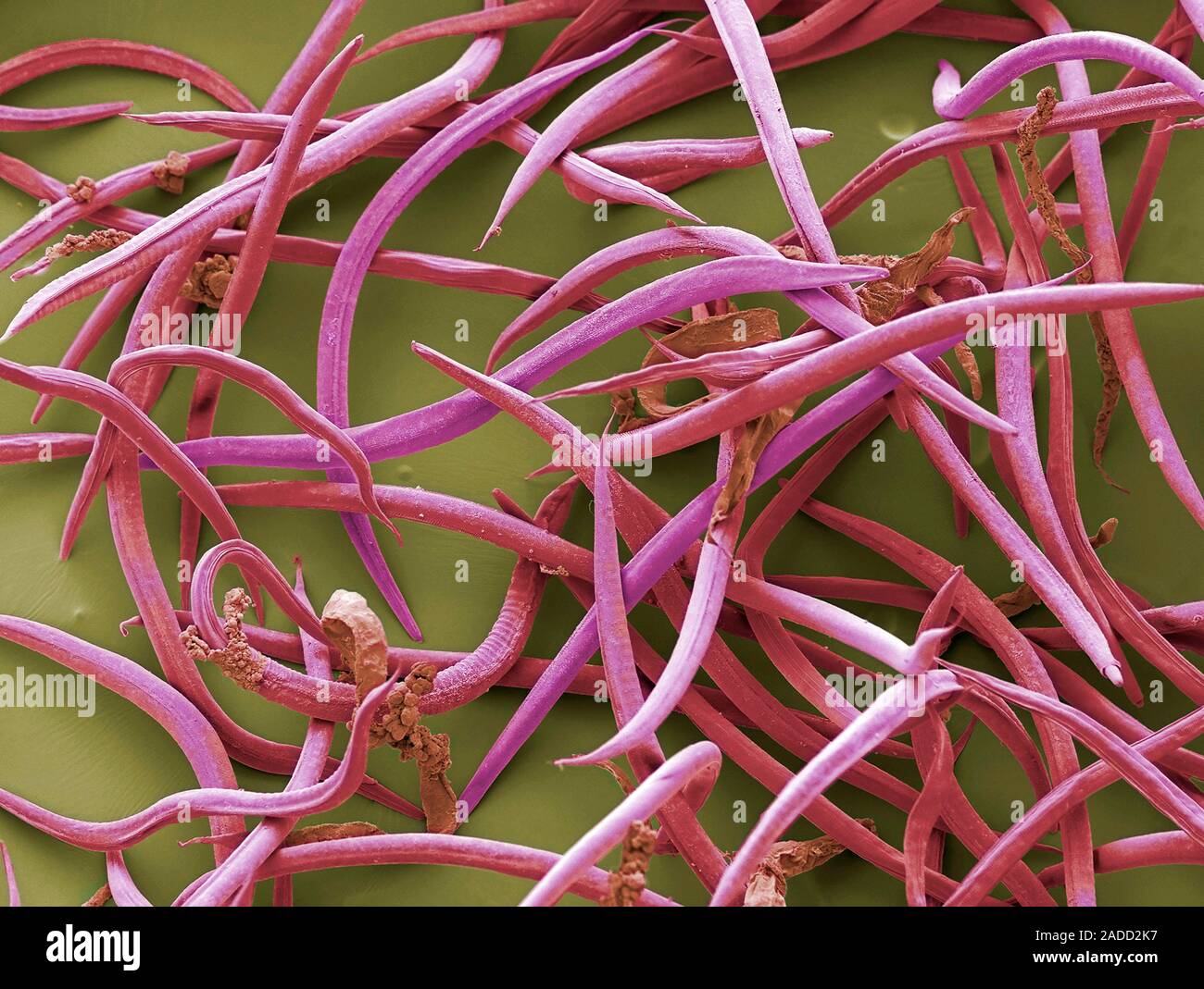Nematodes. Coloured scanning electron micrograph (SEM) of ...