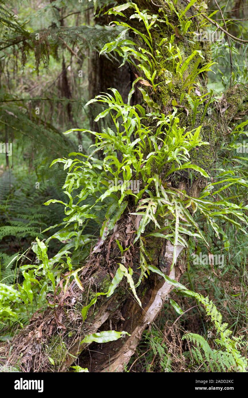 Kangaroo paw fern (Microsorum diversifolium) growing as an epiphyte on a fallen tree branch in a