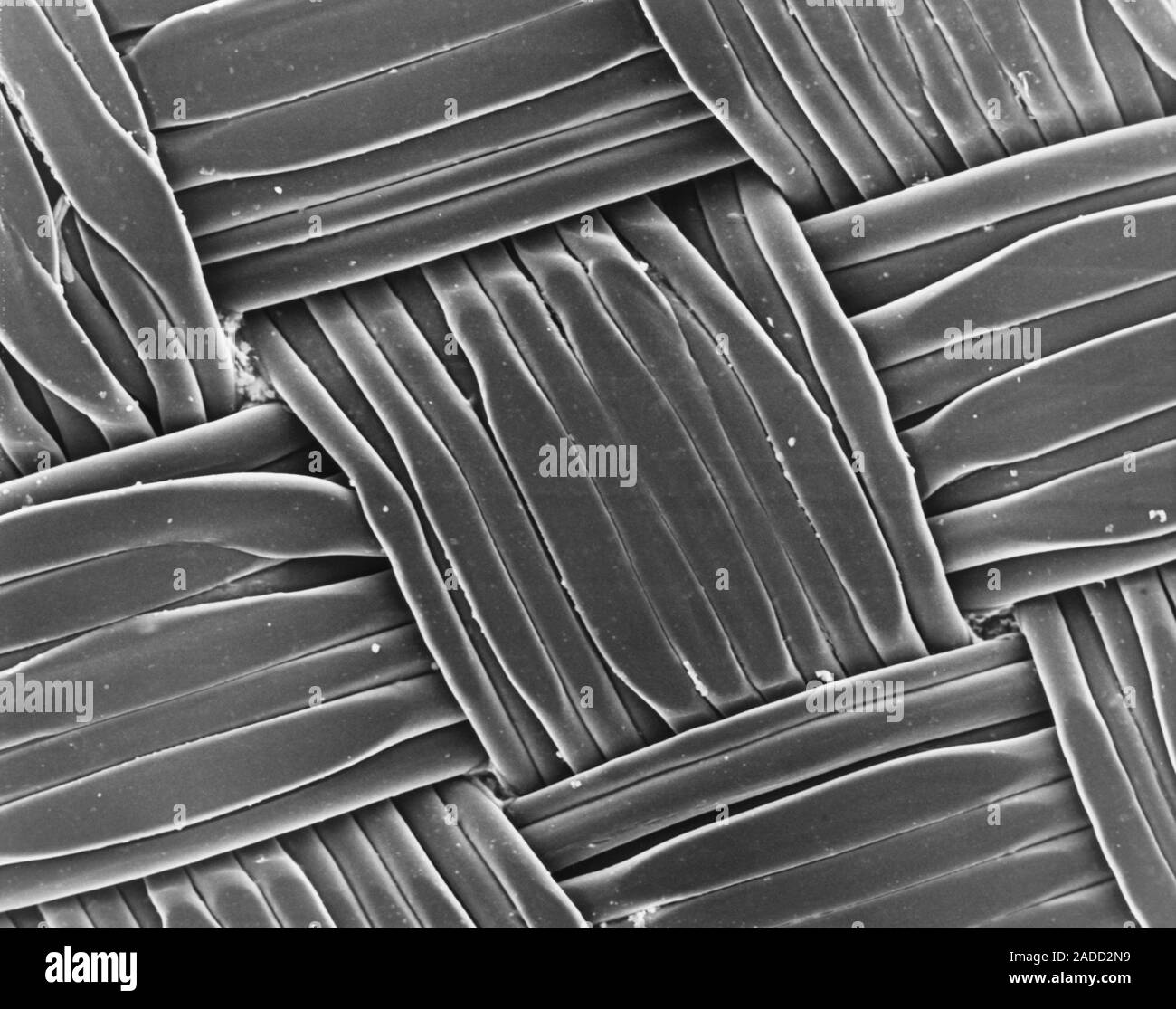 Scanning electron micrograph of cotton (100) flannel fabric. Cotton is