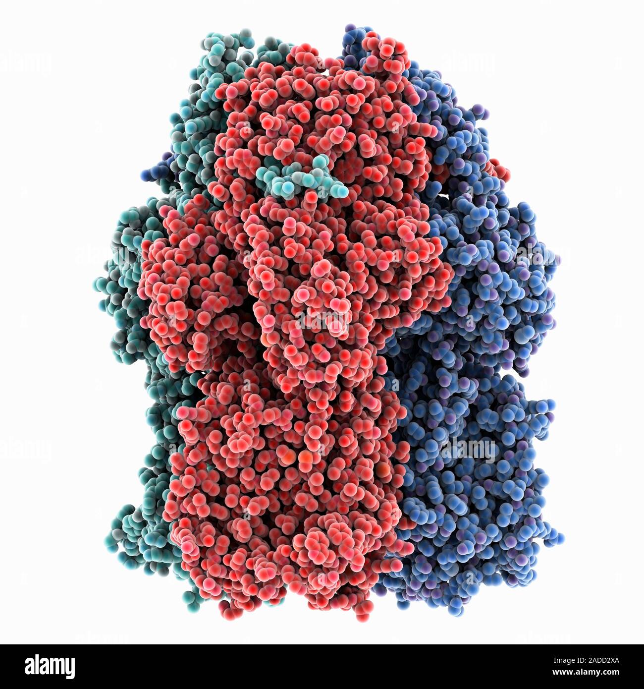 Multidrug efflux transporter AcrB (Acriflavine resistance protein B