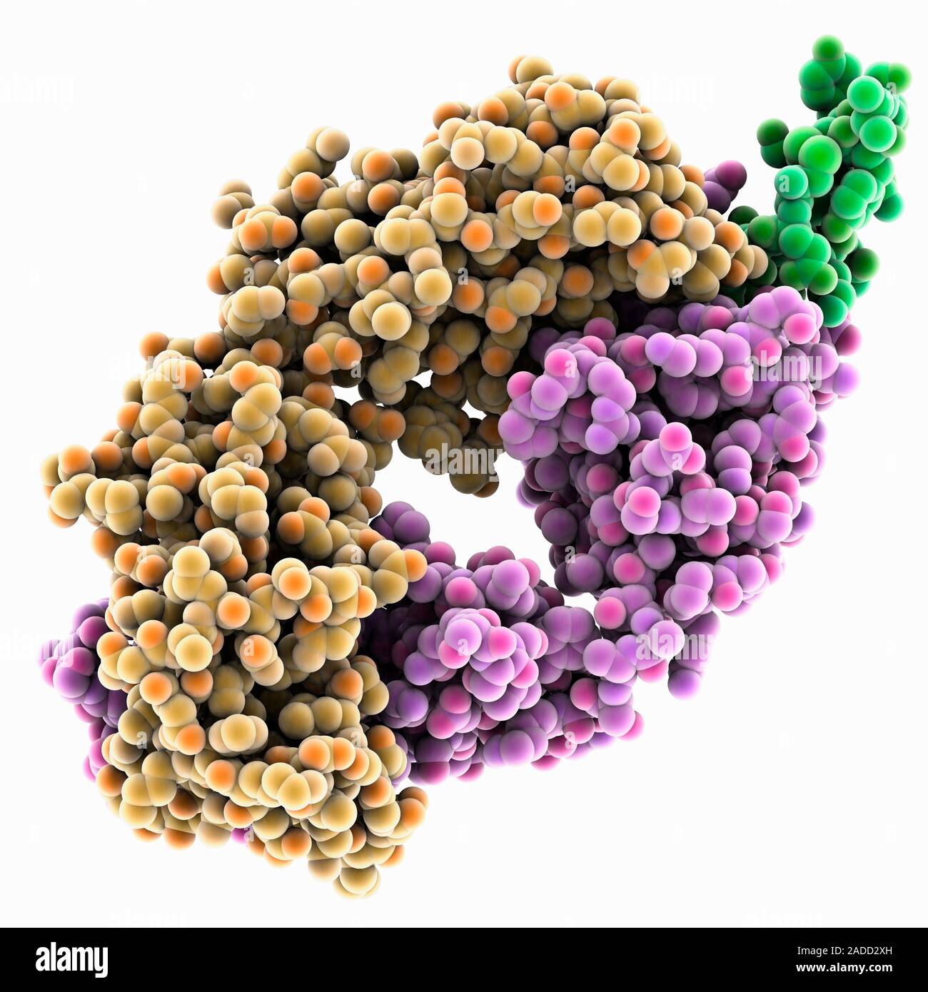 Rituximab antibody antigenbinding fragment (fab) complexed with