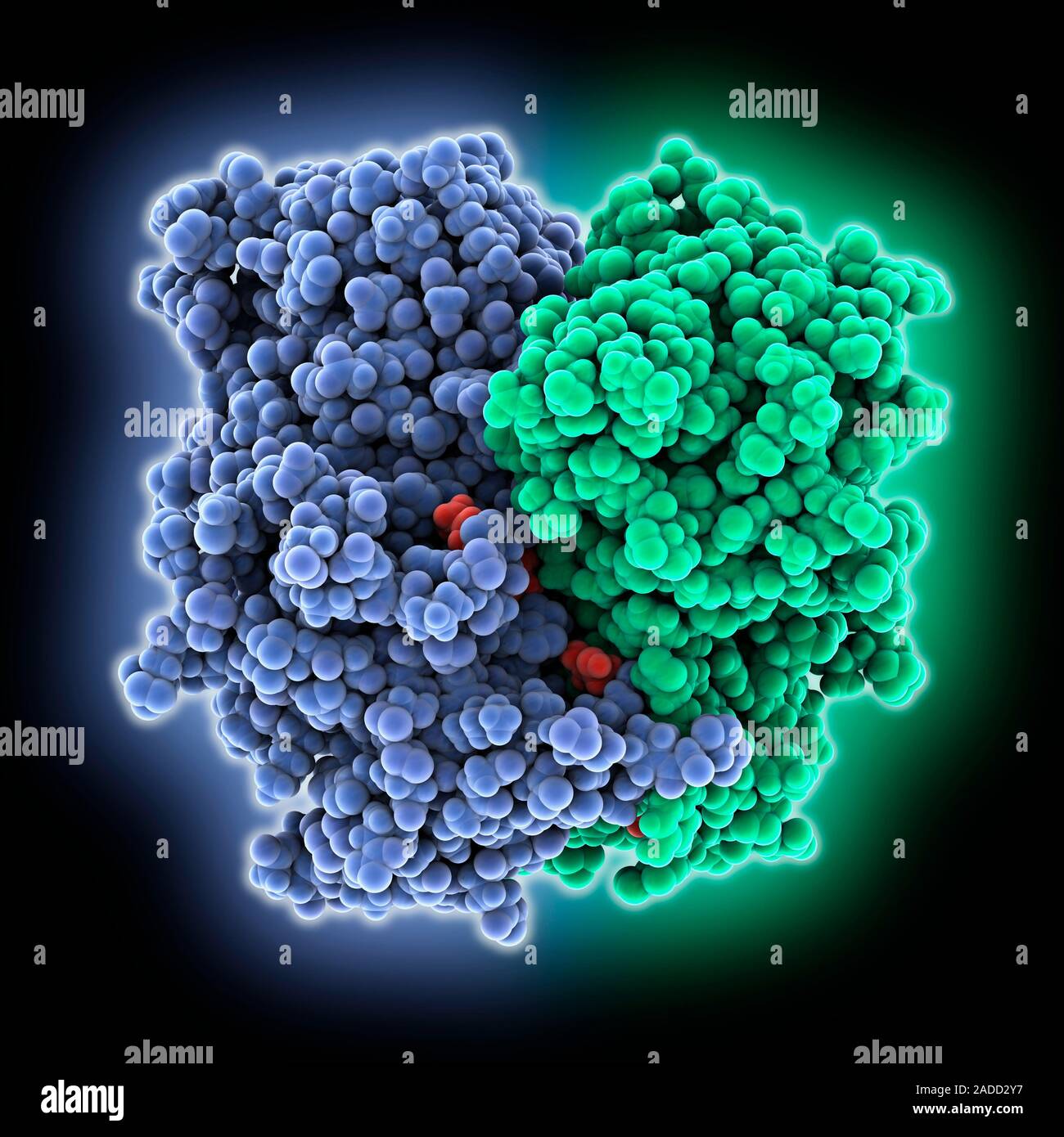 Norwalk virus capsid protein. Computer model showing the structure of ...
