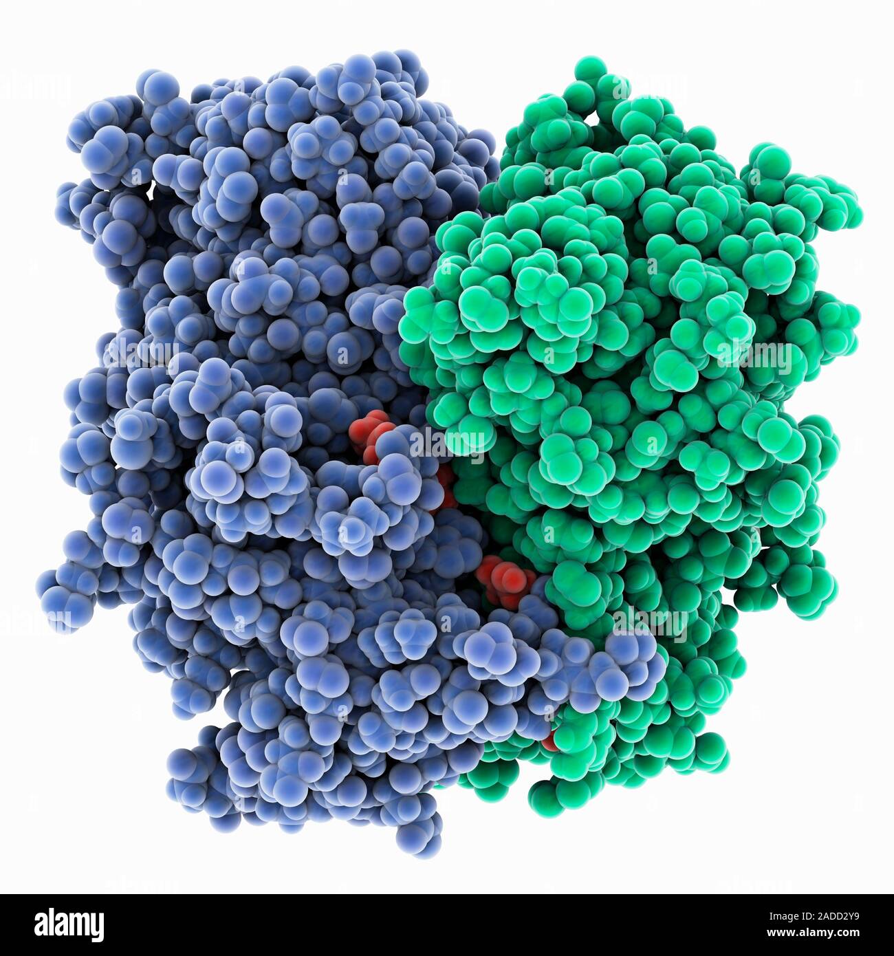 Norwalk virus capsid protein. Computer model showing the structure of ...