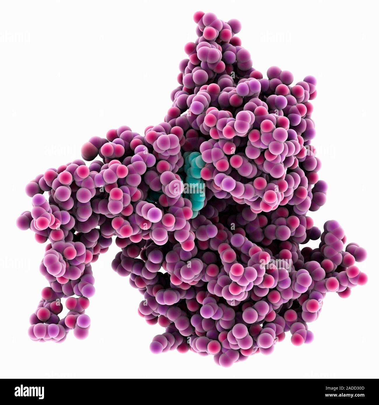 SIRT1 resveratrol complex. Computer model showing the structure of