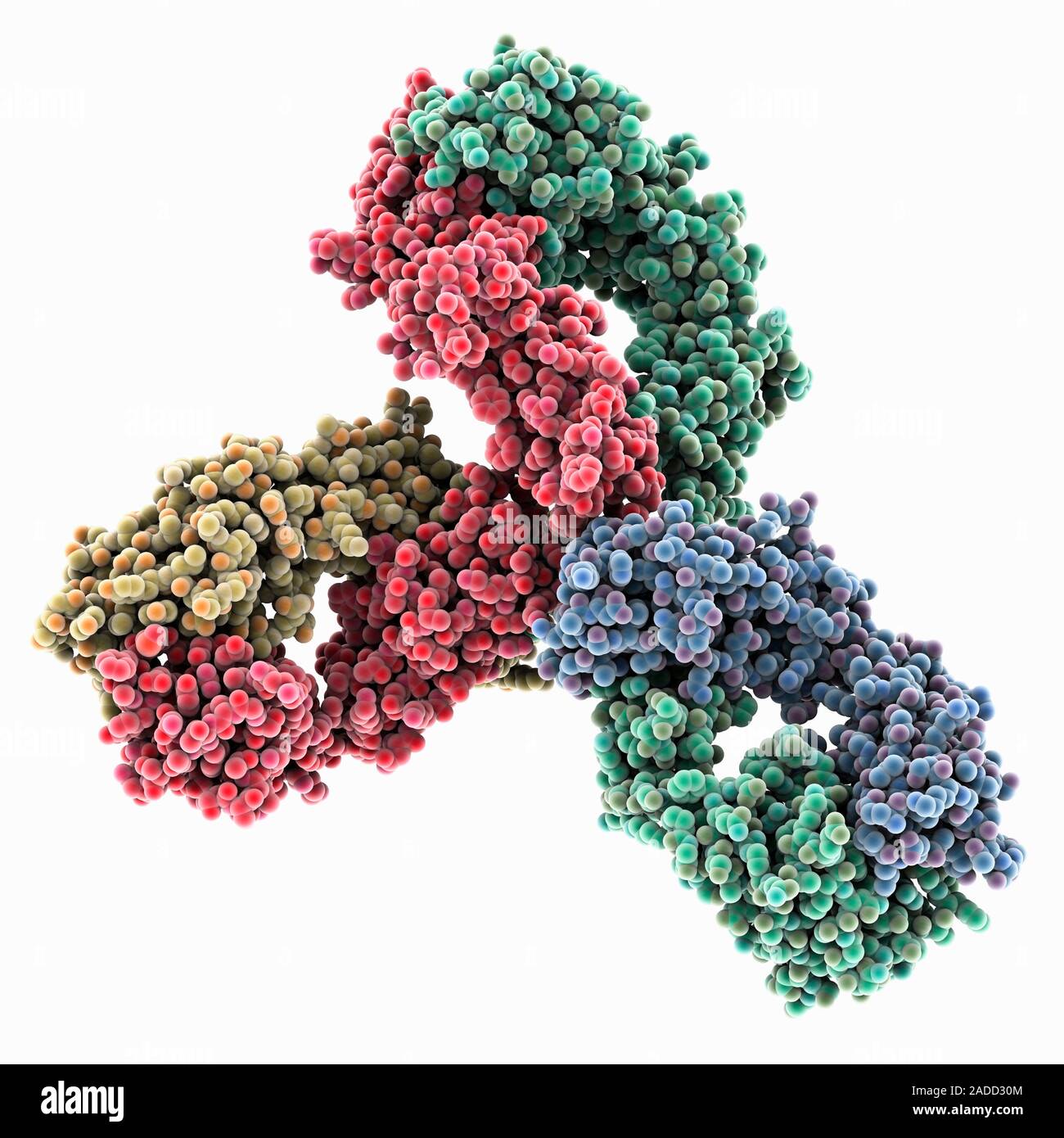 Pembrolizumab antibody. Computer model showing the structure of