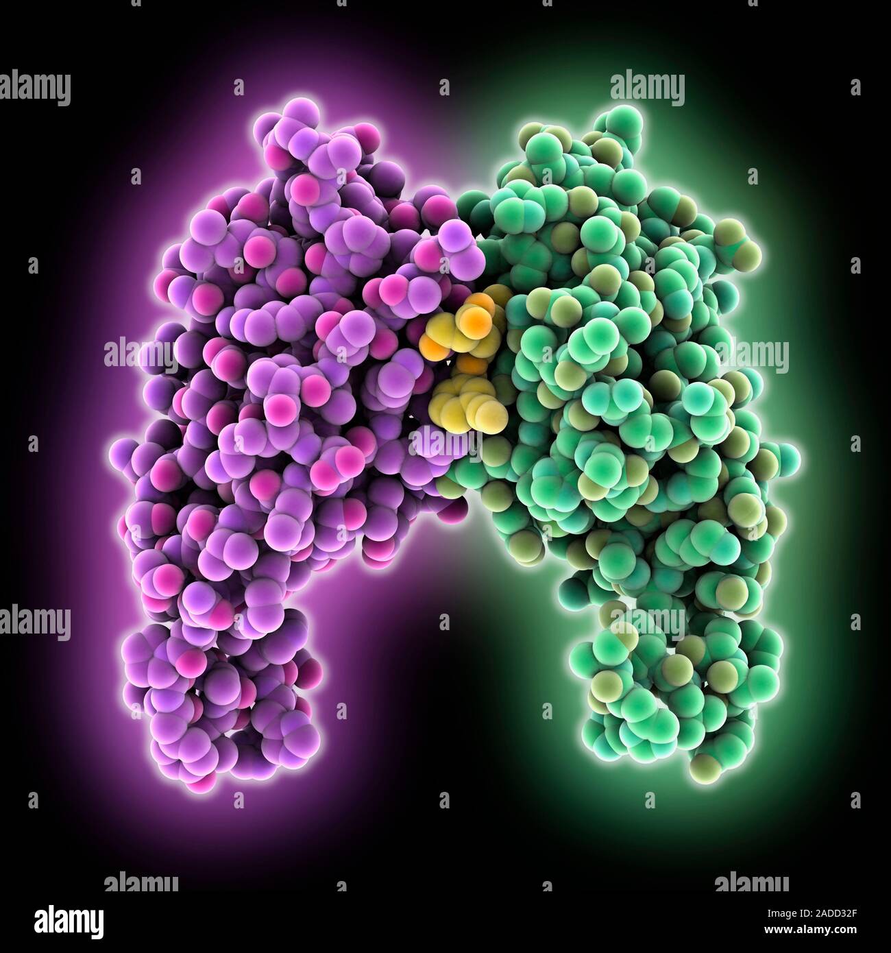 Programmed cell death 1 ligand with inhibitor. Computer model showing ...