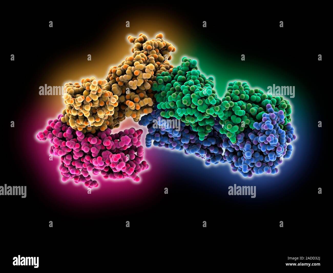 Interleukin 23 in complex with briakinumab fab. Computer model 