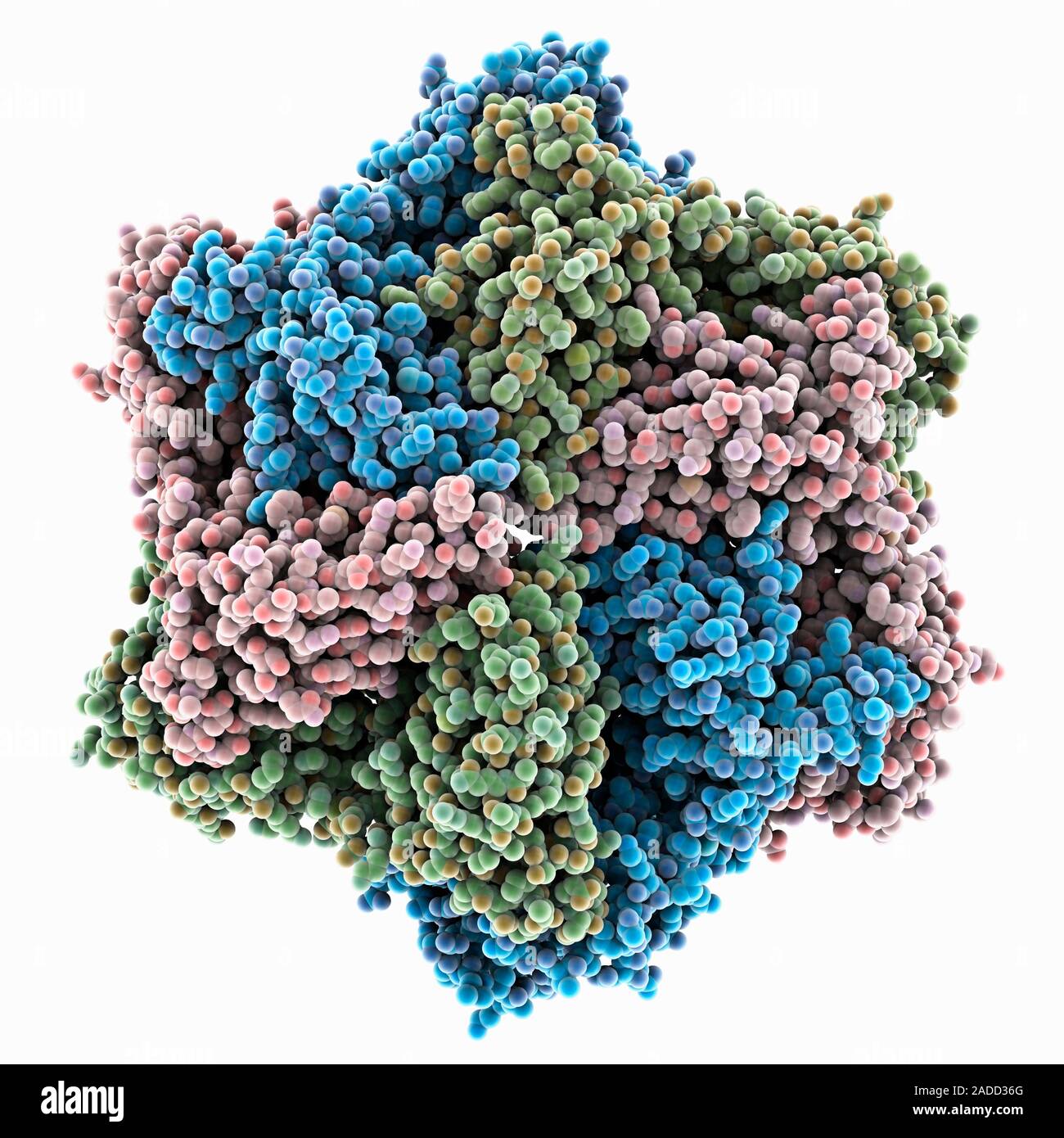 Mitochondrial yeast ATPase protease YME1. Computer model showing the ...
