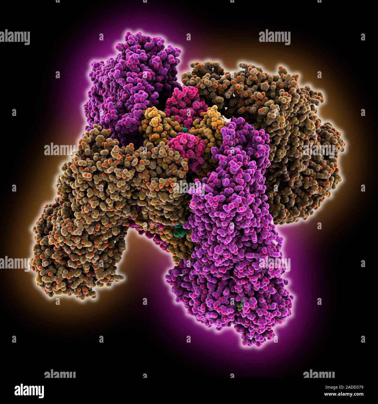 ATPsensitive potassium channel. Computer model showing the structure of an ATPsensitive inward