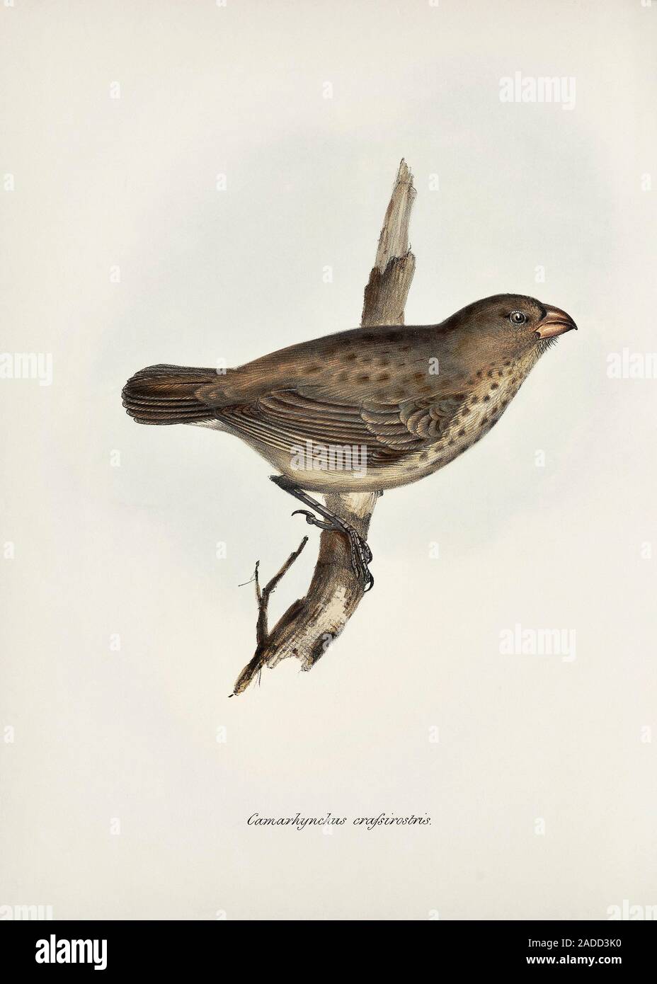 Vegetarian finch (Platyspiza crassirostris), 19thcentury illustration