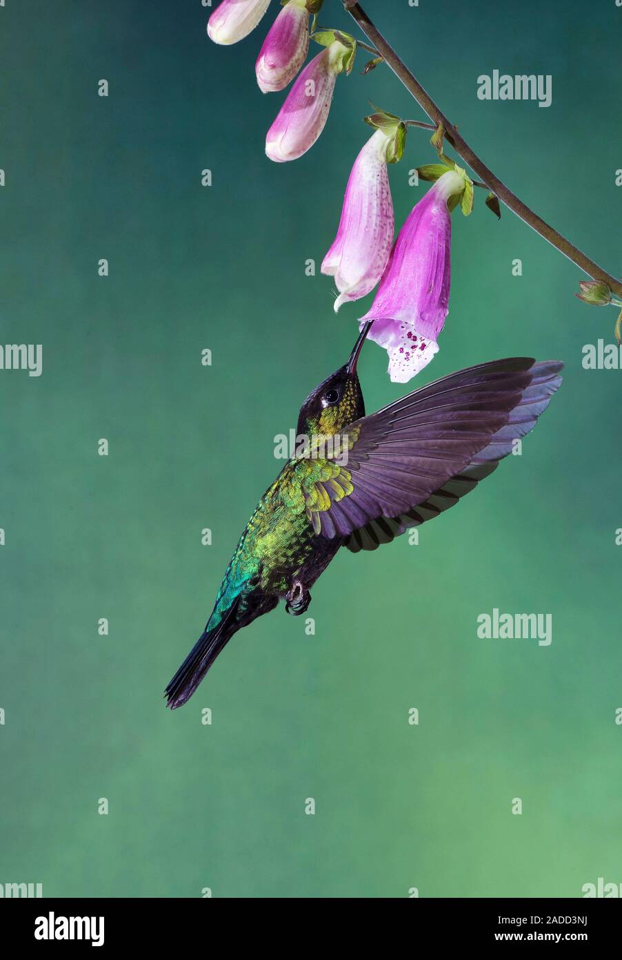 Fierythroated hummingbird (Panterpe insignis) feeding from a flower