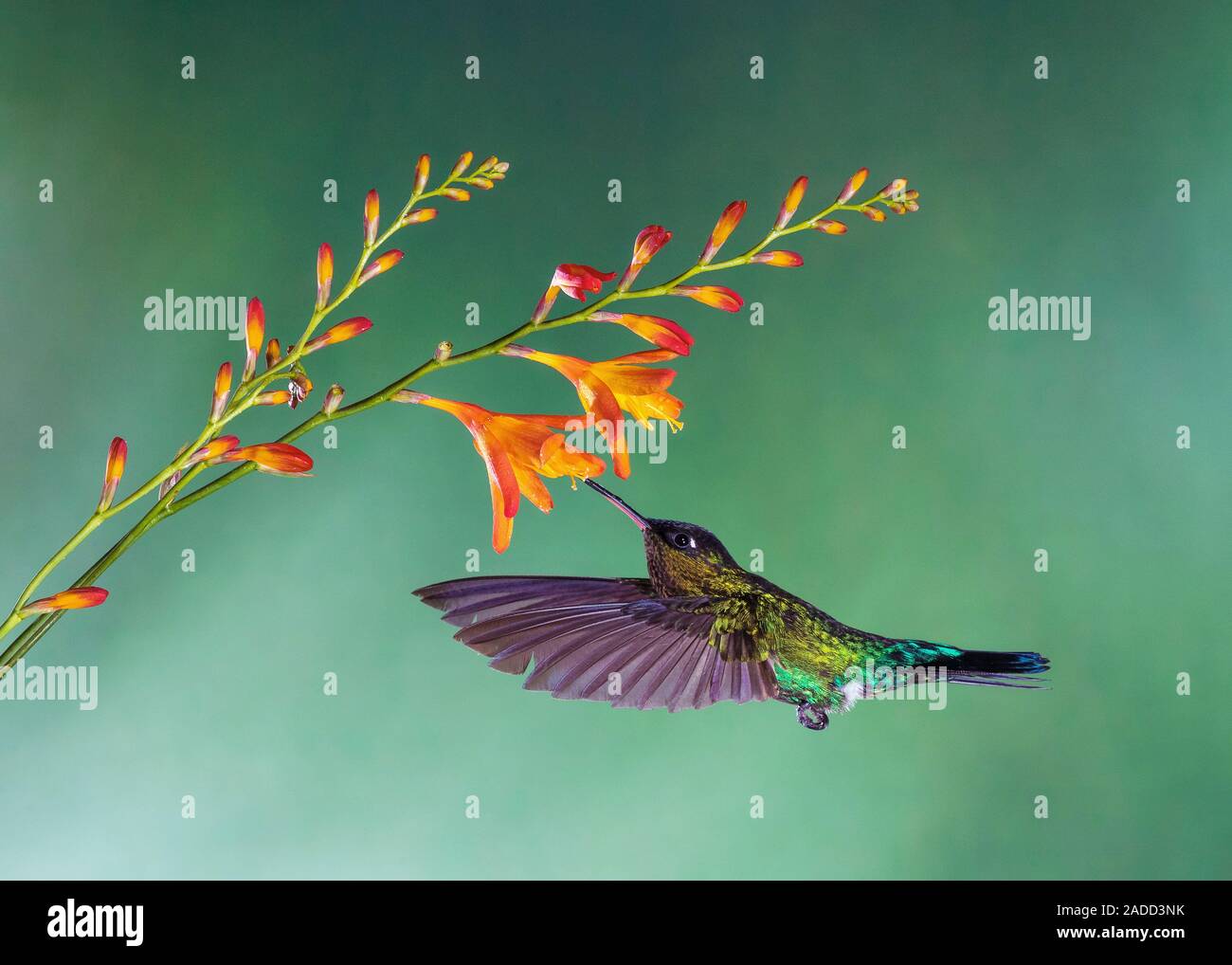 throated hummingbird (Panterpe insignis) feeding from a flower ... Biology Diagrams