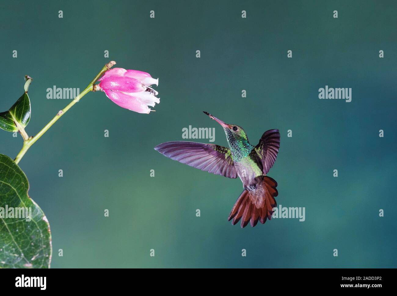 Rufoustailed hummingbird (Amazilia tzacatl) feeding from a flower