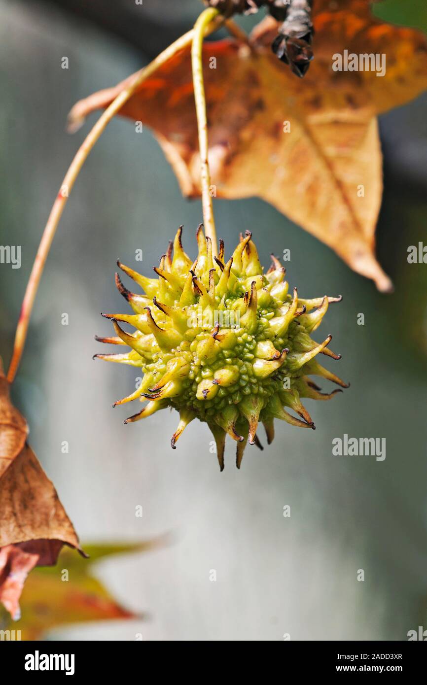 American sweetgum fruit (Liquidambar styraciflua). Also known as Redgum