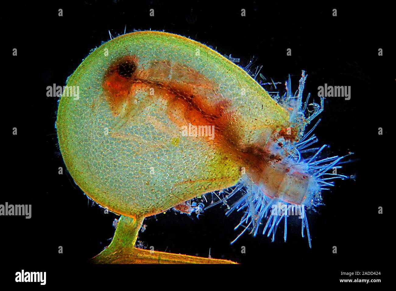 Bladderwort trap with mayfly larva. Polarized light micrograph of an Utricularia bladderwort trap containing an ingested mayfly larva. Dark field illu Stock Photo