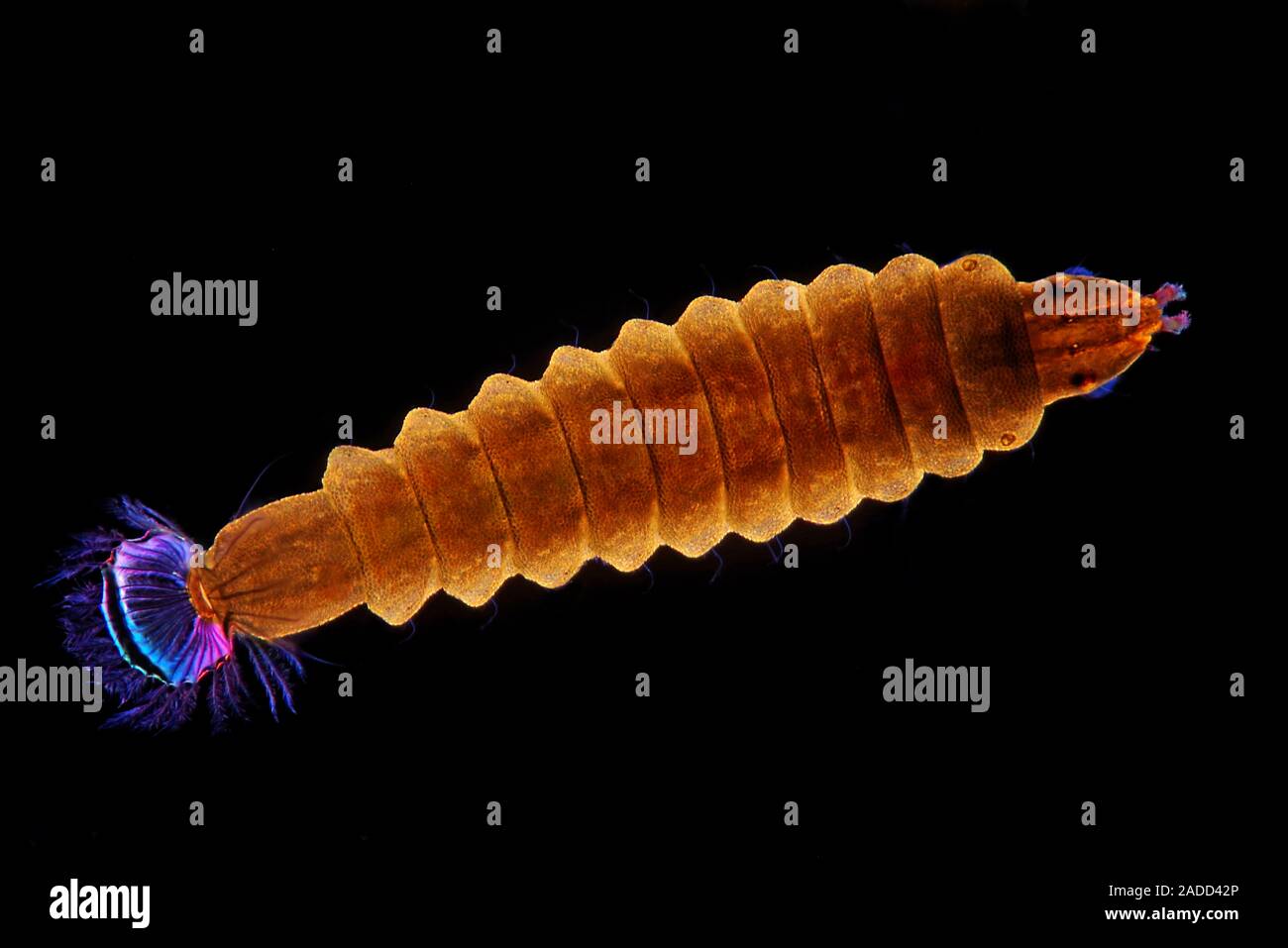 Fly larva (Diptera), polarized light micrograph. Dark field ...