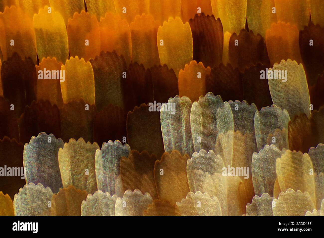 Butterfly wing scales, light micrograph. These scales are from the ...