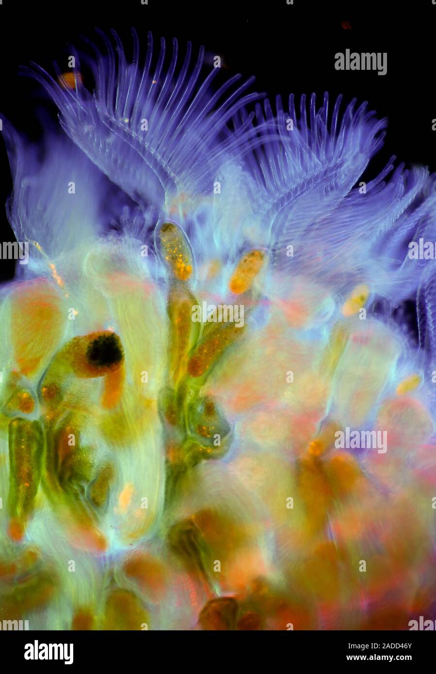 Bryozoan colony, polarized light micrograph. Bryozoans are tiny filter