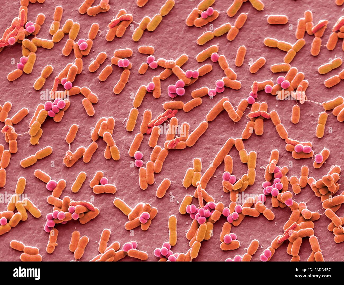 Microbiome. Coloured scanning electron micrograph (SEM) of bacteria ...