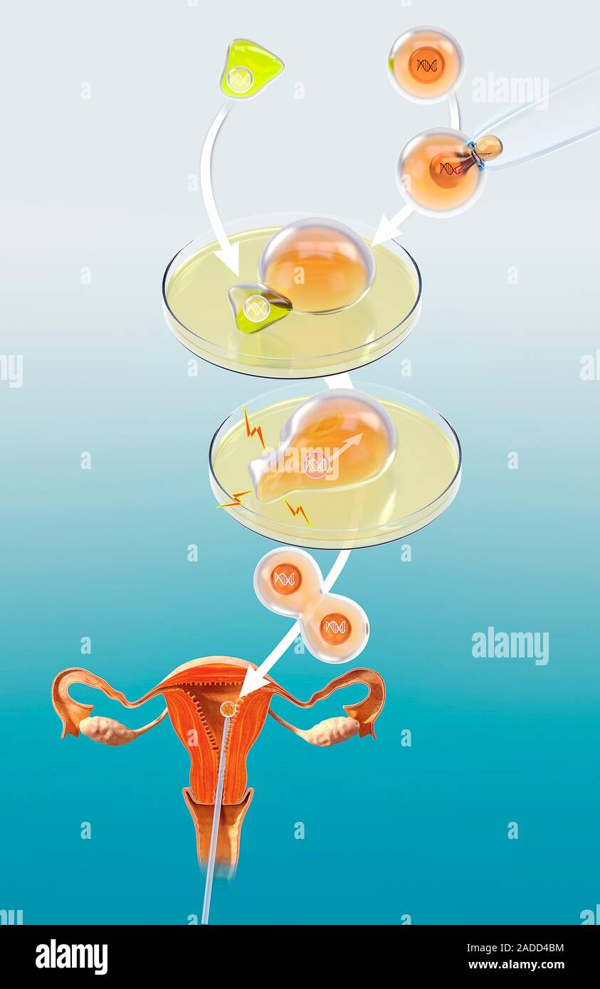 Animal cloning process. Illustration of the stages in cloning an animal