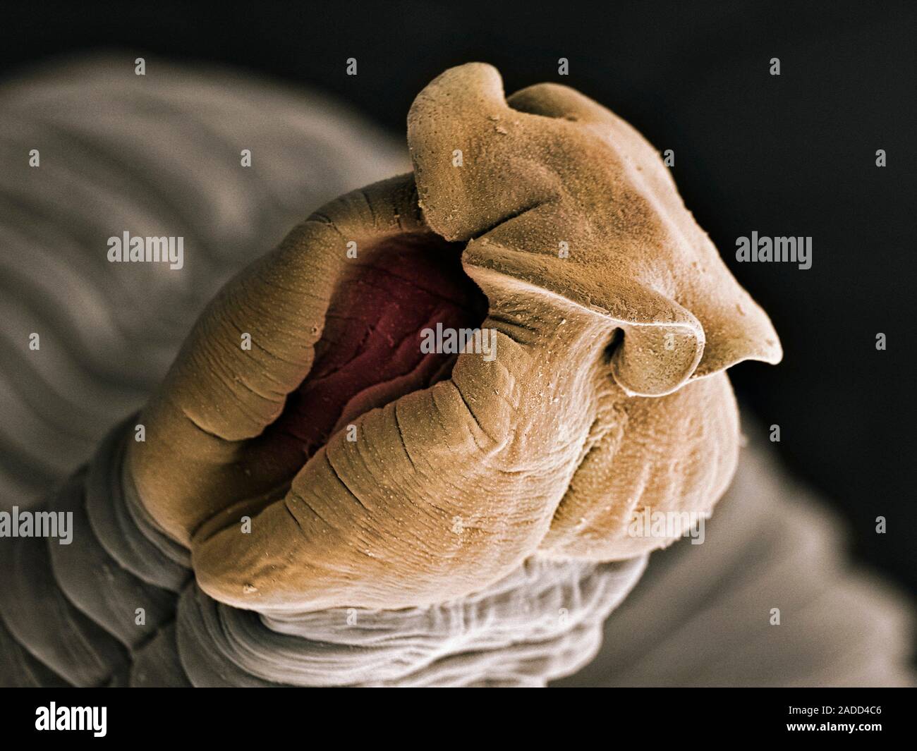 Coloured scanning electronmicrograph (SEM) of a tapeworm (Eubothrium