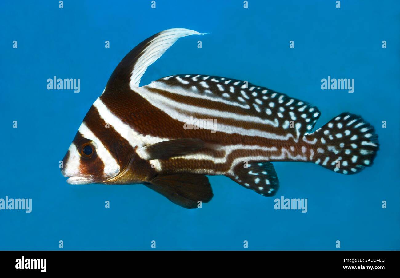 A spotted drum, or spotted ribbonfish, (Equetus punctatus) swimming in an aquarium Stock Photo