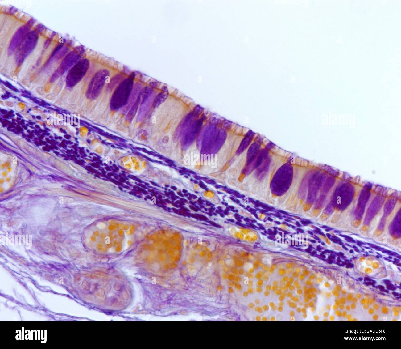 Layers of trachea wall, light micrograph. At left is the mucosa layer