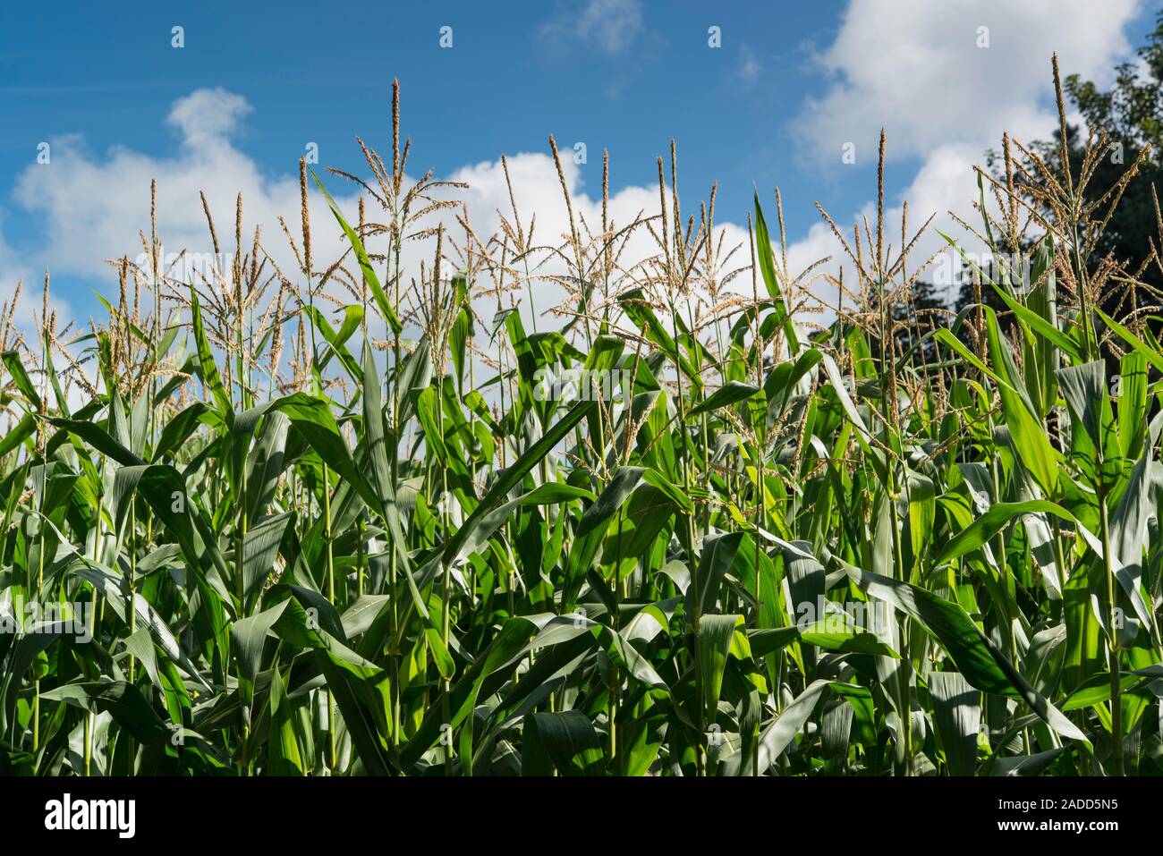 Field of maize, or corn, grown for animal feed, Quimper, Brittany