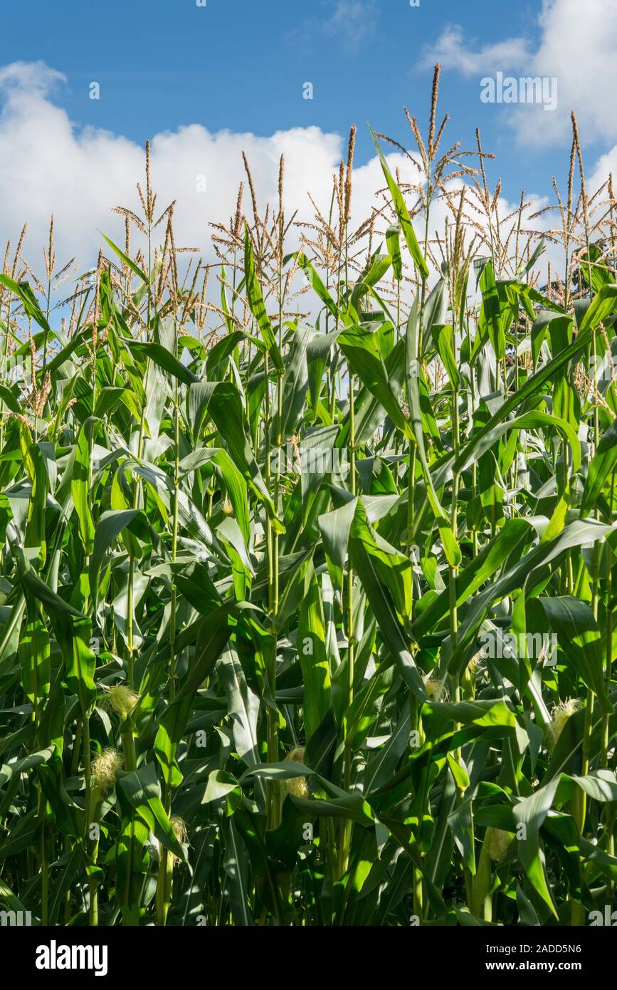 Field of maize, or corn, grown for animal feed, Quimper, Brittany
