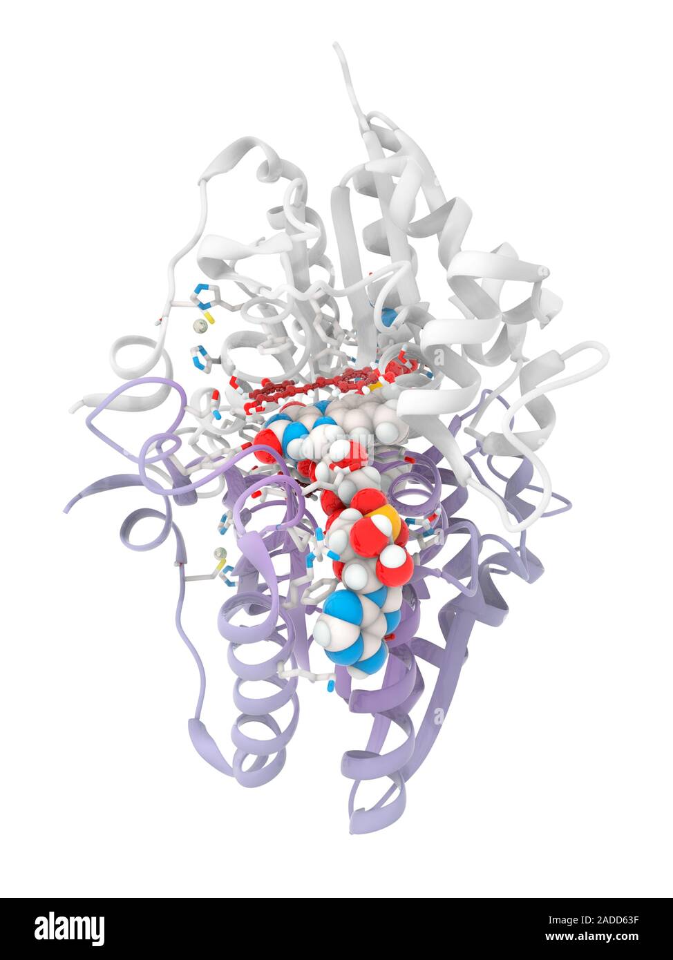 Resveratrol inhibiting quinone reductase 2. Computer illustration of a