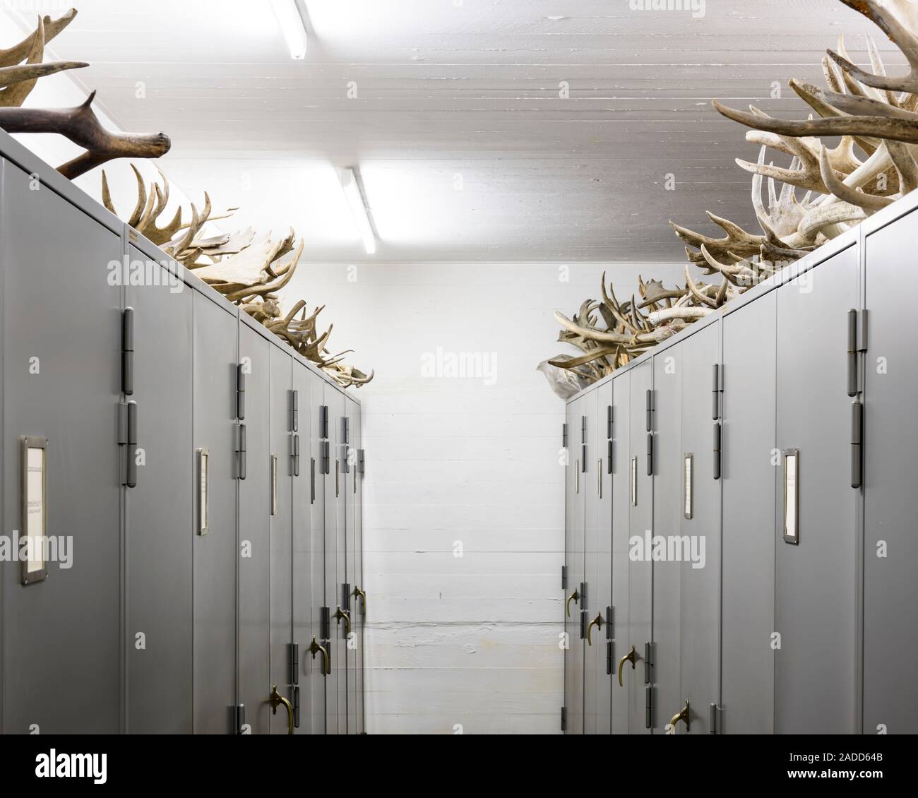 Copenhagen Zoological Museum. Antlers and lockers inside a store room