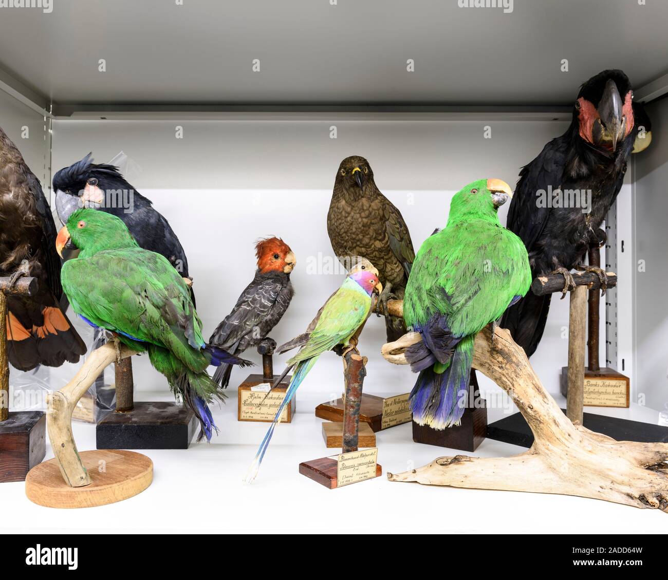 Parrots Denmark Preserved parrots. Stuffed parrots (order Psittaciformes) in a museum ...