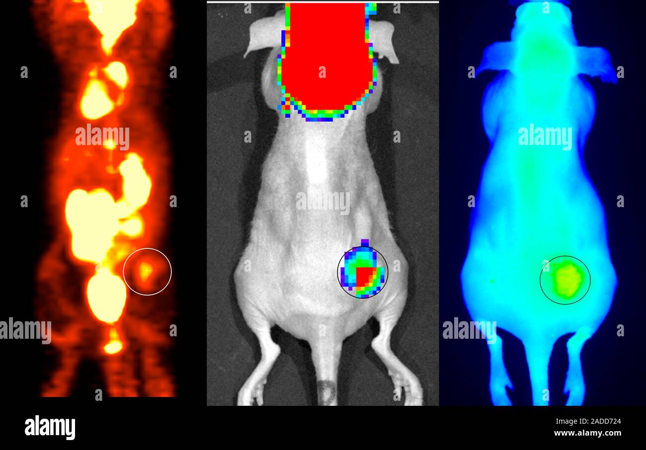 Multimodal cancer imaging with nanoparticles. Three medical imaging ...