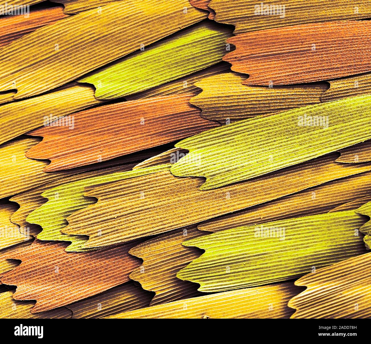 Butterfly wing. Coloured scanning electron micrograph (SEM) of scales ...